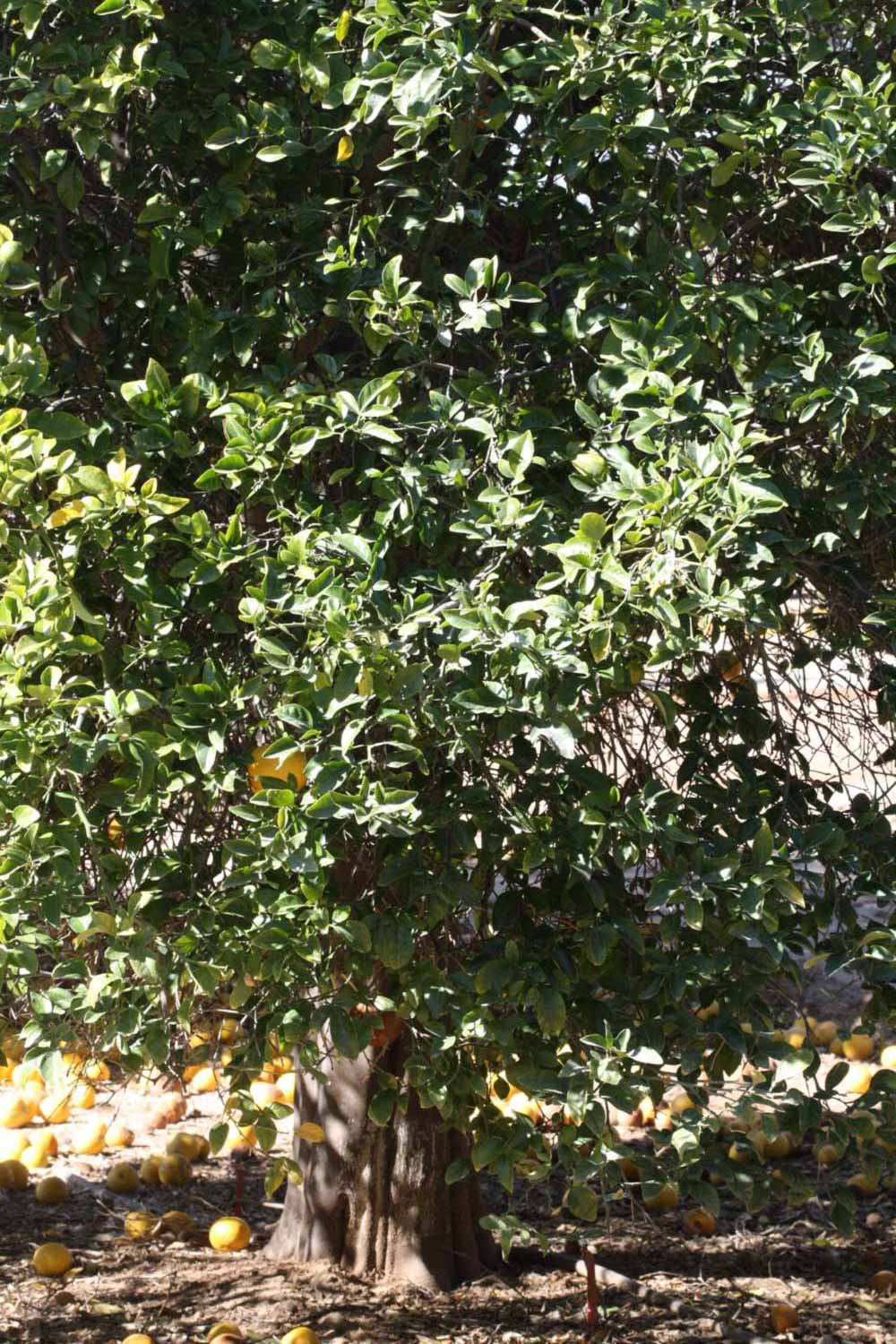              Habit (Riverside, CA)       